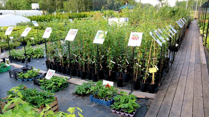 «Зеленый Сад» - Питомник и садовый центр в Брянской области