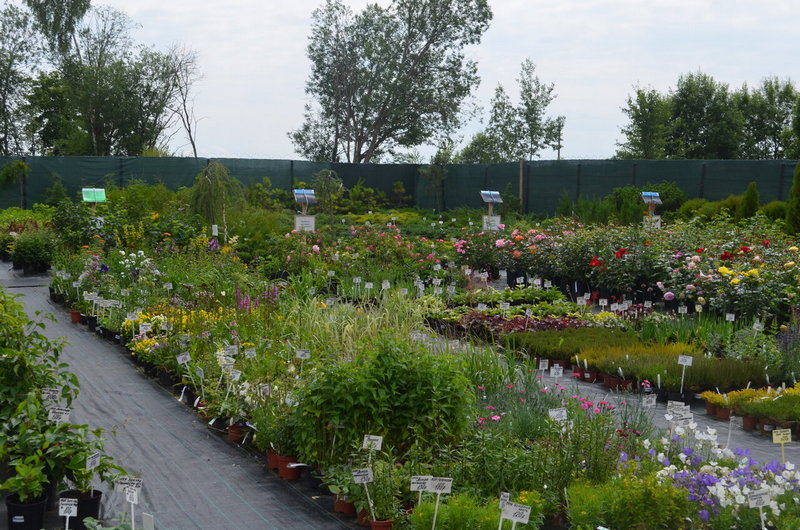 Питомник растений в Московской области - «Зеленый Сад»