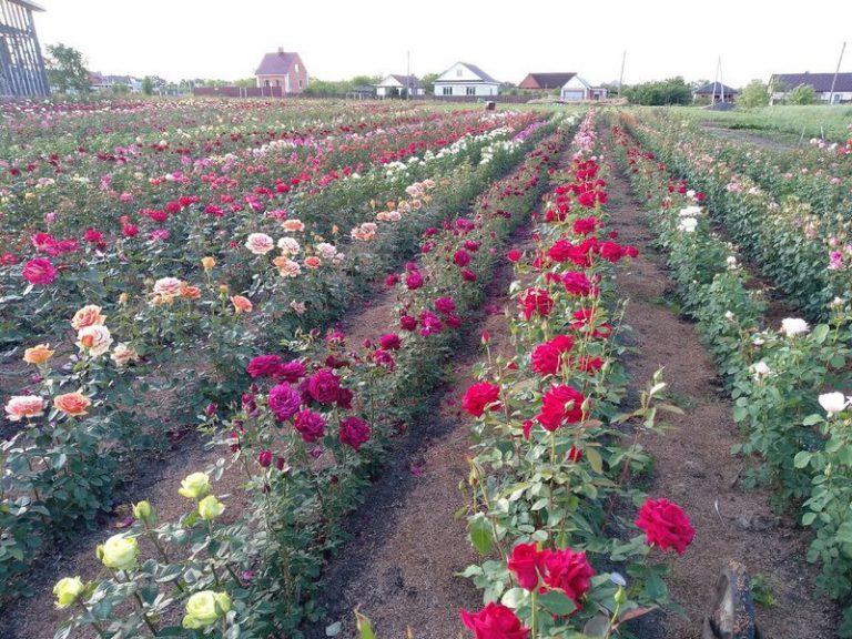Питомник «Мишкины розы» в Кущевской 🌹 Питомники.info